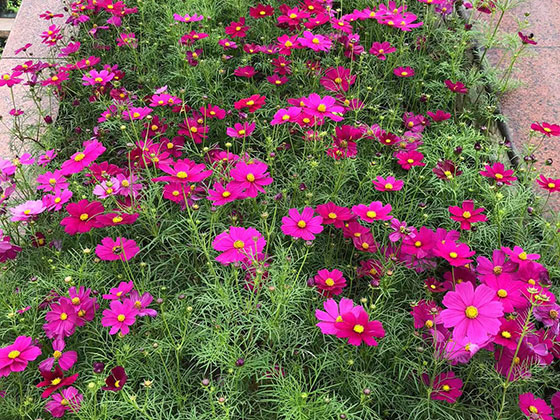 鹤壁办公桌鲜花|园林景观设计